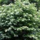 50 Lily Of The Valley Tree Sourwood Sorrel Oxydendrum Arboreum Flower Seeds Easy to Grow
