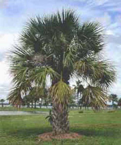 10 Hardy Sabal Palm Tree Cabbage Palmetto Flower Seeds Easy to Grow