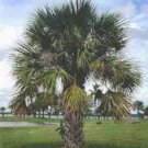 10 Hardy Sabal Palm Tree Cabbage Palmetto Flower Seeds Easy to Grow