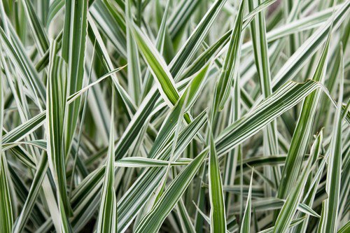1000 Variegated Ribbon Grass Reed Canary Phalaris Arundinacea Pink Flower Seeds Easy to Grow