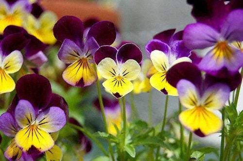 250 Johnny Jump Up Helen Mount Violet Viola Tricolor Flower Seeds Easy to Grow