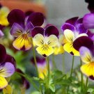 250 Johnny Jump Up Helen Mount Violet Viola Tricolor Flower Seeds Easy to Grow