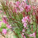 100 Pink Gaura Whirling Butterflies Gaura Biennis Flower Seeds Easy to Grow
