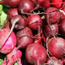 250 Early Wonder Beet Beta Vulgaris Vegetable Seeds Easy to Grow