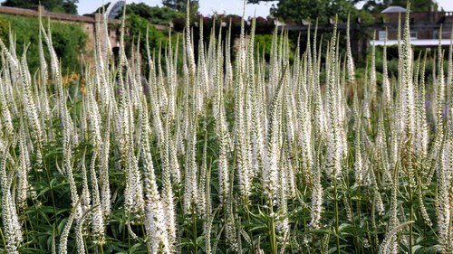 1000 Culvers Root Black Root Veronicastrum Virginicum Flower Seeds Easy to Grow