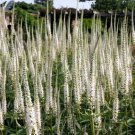 1000 Culvers Root Black Root Veronicastrum Virginicum Flower Seeds Easy to Grow