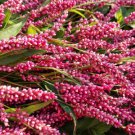 100 Pinkweed Smartweed Pink Knotweed Polygonum Wetland Flower Herb Seeds Easy to Grow