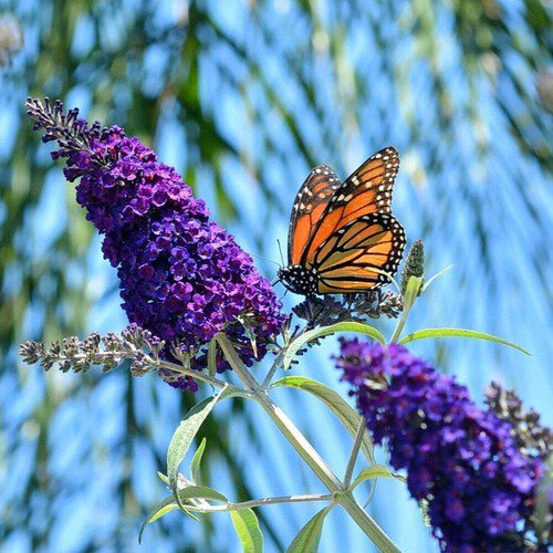 50 Dark Purple Butterfly Bush Buddleia Davidii Hummingbird Shrub Flower Seeds Easy to Grow