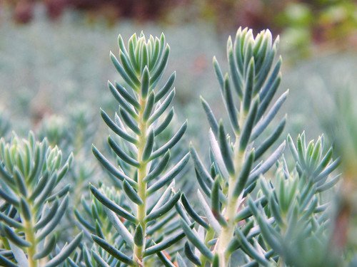 50 Blue Spruce Sedum Reflexum Succulent Stonecrop Goldmoss Yellow Flower Seeds Easy to Grow