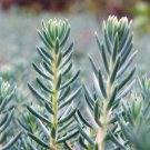 50 Blue Spruce Sedum Reflexum Succulent Stonecrop Goldmoss Yellow Flower Seeds Easy to Grow