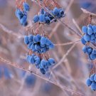 20 Nannyberry Sweet Viburnum Lentago Shrub Tree Blue Black Fruit Flower Seeds Easy to Grow