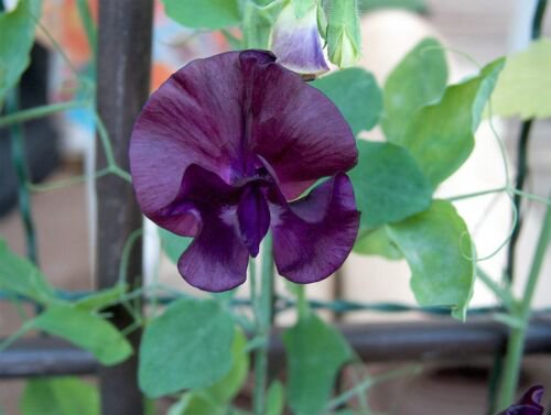 20 Royal Maroon Sweet Pea Lathyrus Odoratus Vine Dark Red Fragrant Flower Seeds Easy to Grow