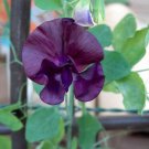20 Royal Maroon Sweet Pea Lathyrus Odoratus Vine Dark Red Fragrant Flower Seeds Easy to Grow