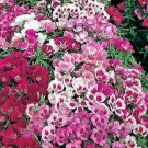500 Double Deuces Godetia Grandiflora Clarkia Amoena Mixed Bicolor Flower Seeds Easy to Grow