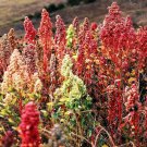 100 Organic Brilliant Rainbow Quinoa Mix Mixed Colors Chenopodium Grain Seeds Easy to Grow