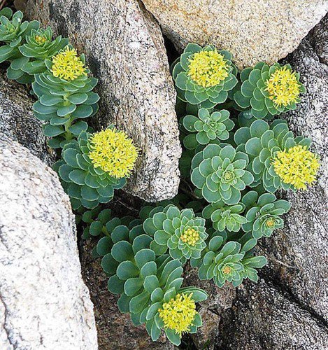 25 Roseroot Stonecrop Golden Rose Root Sedum Rhodiola Rosea Yellow Flower Seeds Easy to Grow
