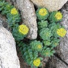 25 Roseroot Stonecrop Golden Rose Root Sedum Rhodiola Rosea Yellow Flower Seeds Easy to Grow