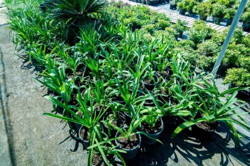 20 Pregnant Onion Seeds Ak False Sea Onion Lily Ornithogalum Caudatum Houseplant Easy to Grow