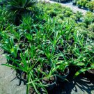 20 Pregnant Onion Seeds Ak False Sea Onion Lily Ornithogalum Caudatum Houseplant Easy to Grow