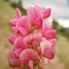 50 Pink Sainfoin Onobrychis Viciifolia Holy Clover Legume Ground Cover Seeds Easy to Grow