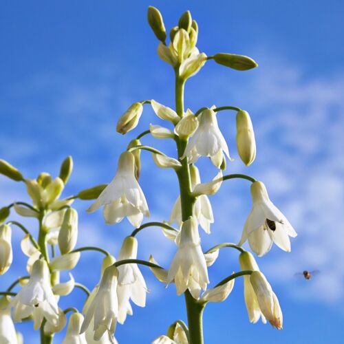10 White African Hyacinth Cape Giant Summer Spire Lily Ornithogalum Flower Seeds Easy to Grow