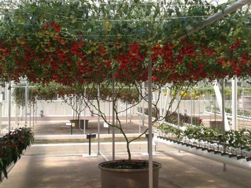 40 Italian Tree Tomato 'Trip L Crop' Lycopersicon Red Fruit Vegetable Seeds Easy to Grow