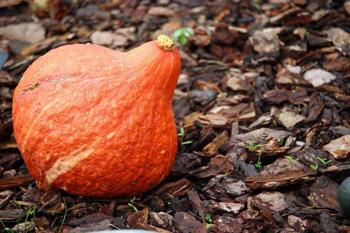 30 Golden Hubbard Squash Genesee Red Buttercup Cucurbita Pepo Vegetable Seeds Easy to Grow