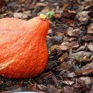 30 Golden Hubbard Squash Genesee Red Buttercup Cucurbita Pepo Vegetable Seeds Easy to Grow