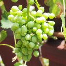 50 Green Dessert Table Grape Vitis Vinifera Fruit Vine Seeds Easy to Grow