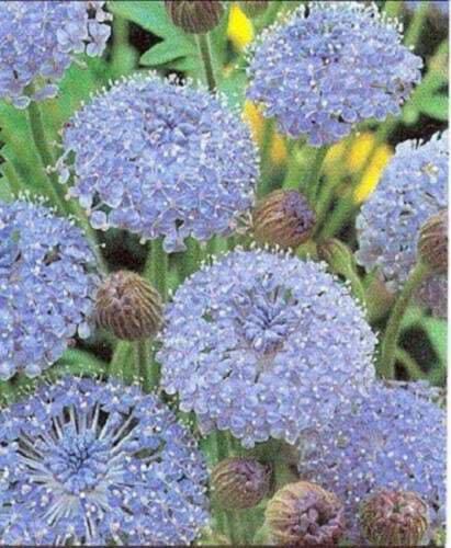 100 Organic Blue Lace Flower Didiscus Island Daisy Trachymene Coerulea Seeds Easy to Grow
