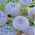 100 Organic Blue Lace Flower Didiscus Island Daisy Trachymene Coerulea Seeds Easy to Grow