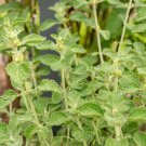 100 White Horehound Marrubium Vulgare Herb Flower Seeds Easy to Grow