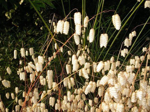 100 Quaking Grass Rattlesnake Grass Briza Maxima Seeds Easy to Grow