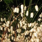 100 Quaking Grass Rattlesnake Grass Briza Maxima Seeds Easy to Grow