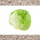 3000 Iceberg Head Lettuce Lactuca Sativa Vegetable Seeds Easy to Grow