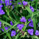 100 Purple Ohio Spiderwort Tradescantia Ohiensis Widows Tears Flower Seeds Easy to Grow