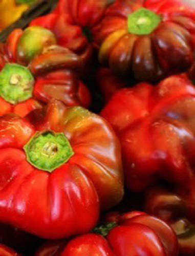 100 Pimento Pepper Red Sweet Pimientio Italianelle Roasting Frying Capsicum Seed Easy to Grow