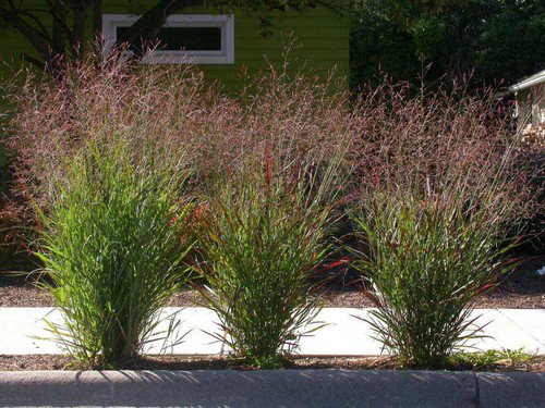 1000 Switchgrass Tall Panic Switch Grass Panicum Virgatum Red Flower Seeds Easy to Grow