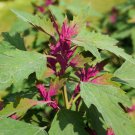 100 Giant Goosefoot Chenopodium Giganteum Purple Magenta Spreen Vegetable Seeds Easy to Grow