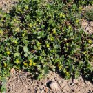 300 Organic Golden Purslane Portulaca Sativa Vegetable Herb Yellow Flower Seeds Easy to Grow