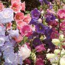 150 Mixed Colors Cup & Saucer Canterbury Bells Campanula Medium Flower Seeds Easy to Grow