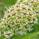 20 Green Spider Milkweed Asclepias Viridis White Purple Monarch Flower Seeds Easy to Grow