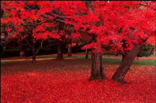 25 Scarlet Carolina Red Maple Tree Acer Rubrum Seeds Easy to Grow
