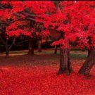 25 Scarlet Carolina Red Maple Tree Acer Rubrum Seeds Easy to Grow