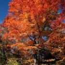 20 Tartarian Flame Maple Tree Red Acer Tartaricum Seeds Easy to Grow
