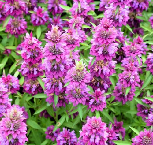 2000 Bee Balm Lemon Mint Monarda Citriodora Herb Purple Flower Seeds Easy to Grow