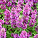 2000 Bee Balm Lemon Mint Monarda Citriodora Herb Purple Flower Seeds Easy to Grow