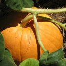 25 Big Max Pumpkin Cucurbita Maxima Vegetable Seeds Grow 100 Pound Pumpkins  Easy to Grow