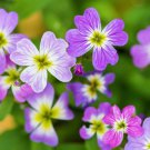 4000 Virginia Stock Malcolmia Maritima Flower Seeds Easy to Grow