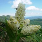 100 Virginia Bunchflower Lily White Hellebore Melanthium Virginicum Flower Seeds Easy to Grow